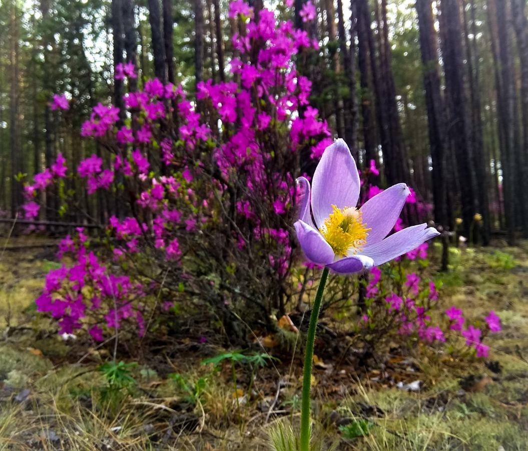 Kemping Cvetok Pod Snegom Chužir Exteriér fotografie